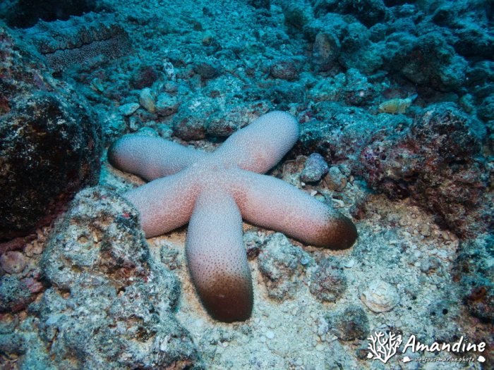 Étoile de mer