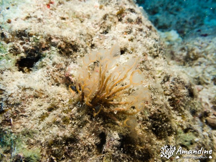 Clavelina detorta
