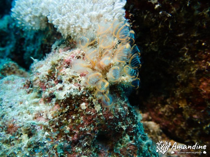 Clavelina detorta
