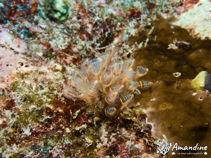 Clavelina detorta