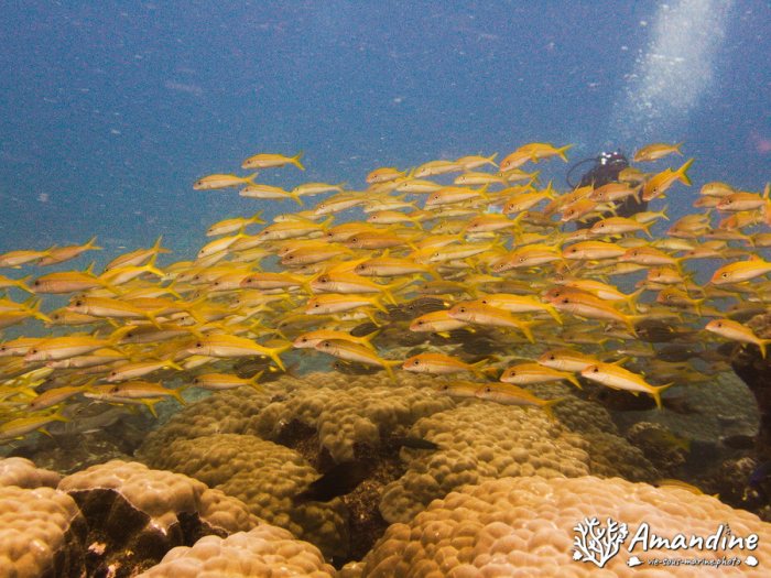Mulloidichthys vanicolensis