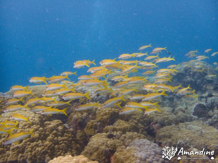 Mulloidichthys vanicolensis