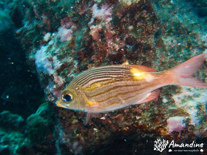 Poissons osseux