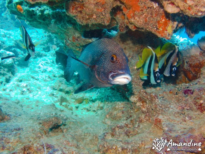 Plectorhinchus picus