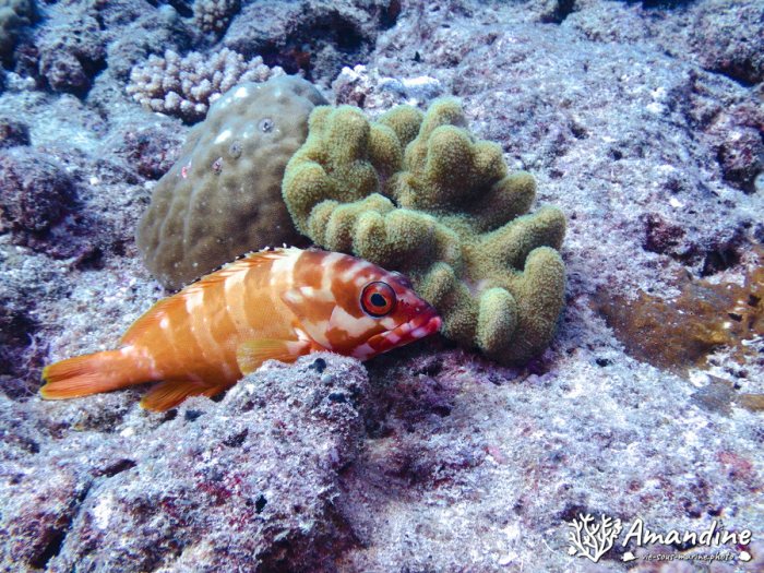 Epinephelus fasciatus