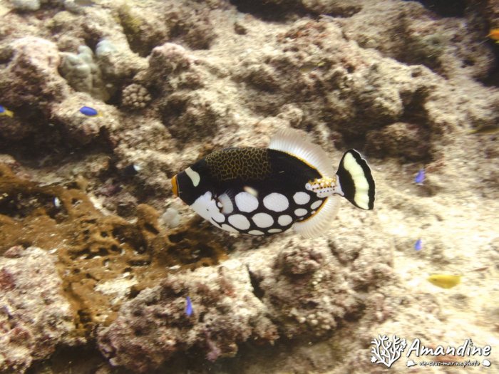 Balistoides conspicillum