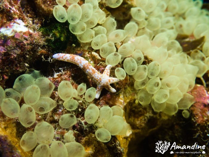 Étoile de mer
