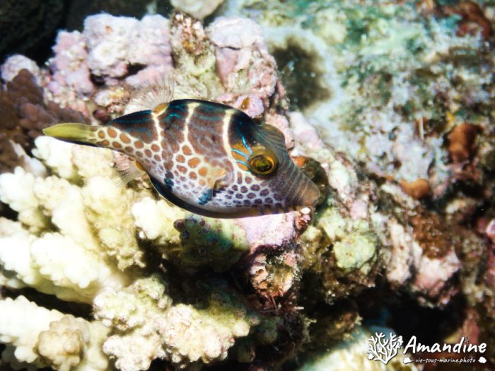 Canthigaster valentini