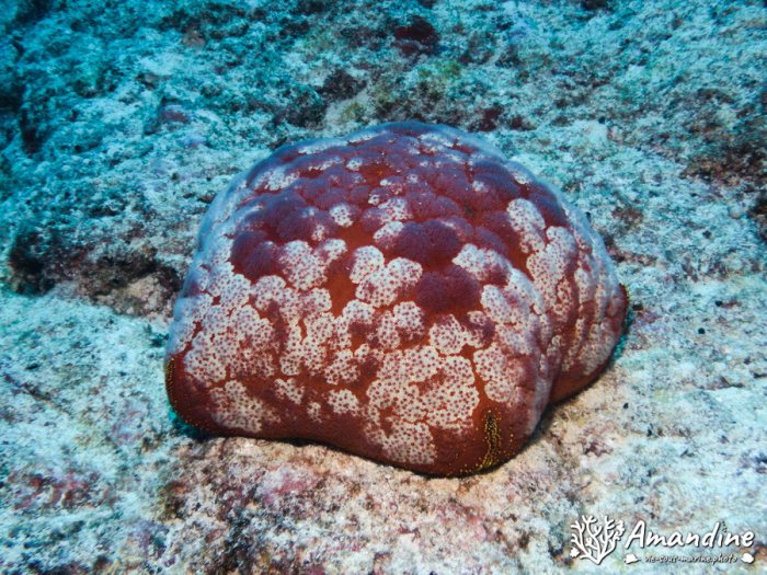 Culcita novaeguineae