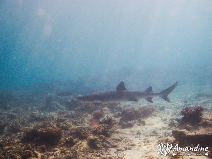 Requin à pointe blanche du lagon
