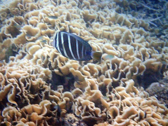 Zebrasoma velifer