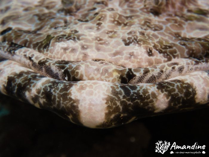 Poisson-crocodile
