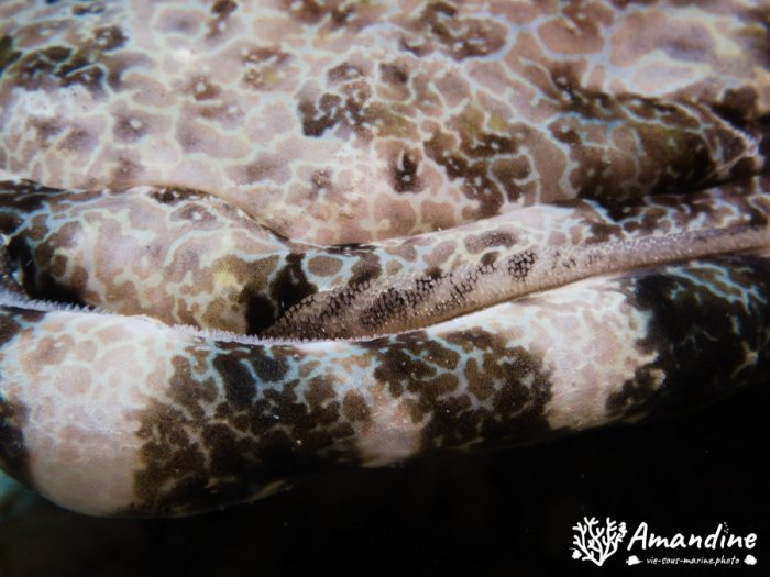 Poisson-crocodile