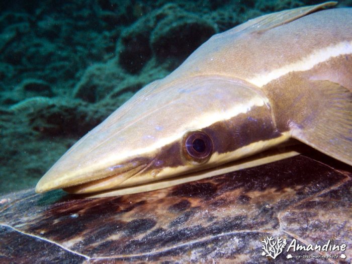 Rémoras