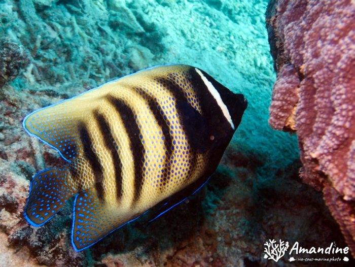 Pomacanthus sexstriatus