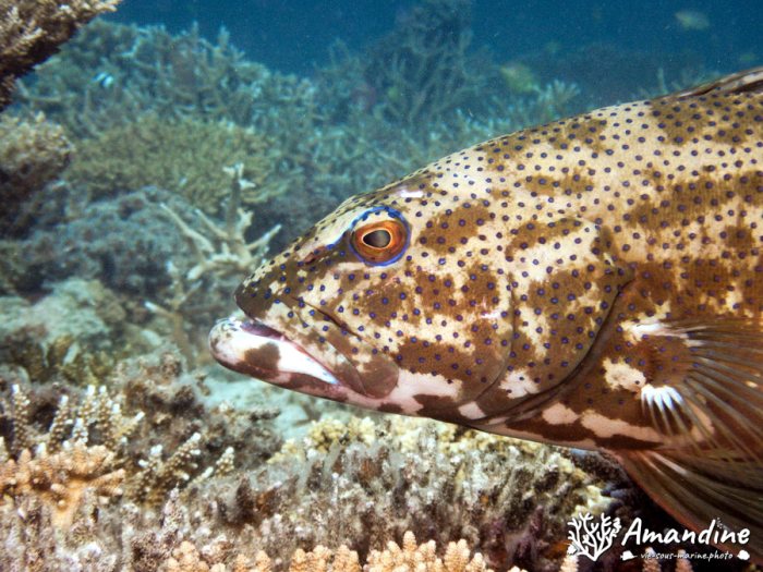Plectropomus leopardus