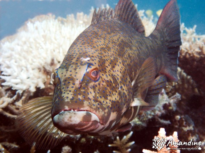 Plectropomus leopardus