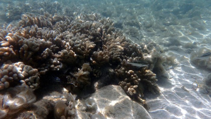 Scolopsis bilineata
