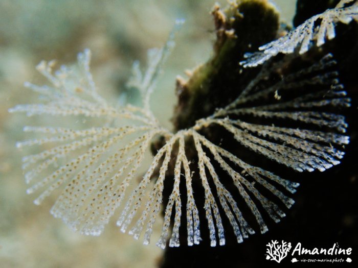 Bryozoaire