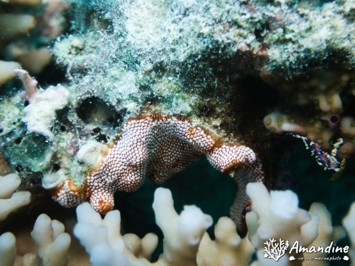 Alcyionidium sp.