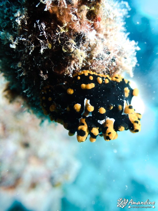 Limaces de mer