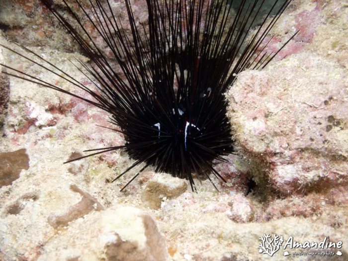 Diadema setosum