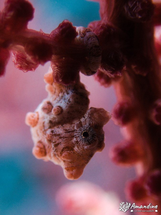 Hippocampus bargibanti