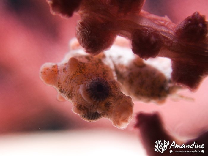 Hippocampus bargibanti