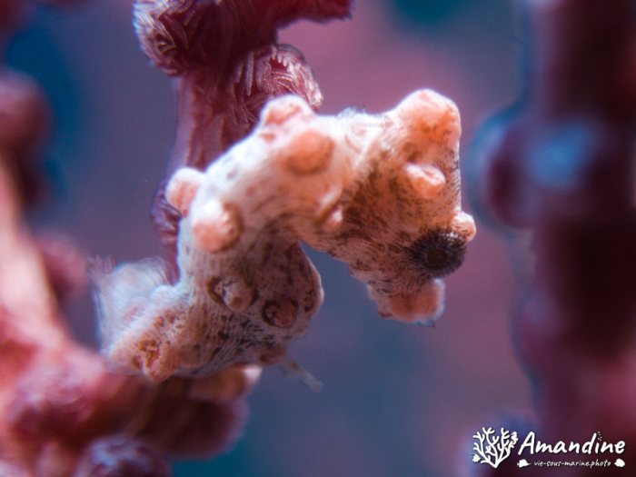 Hippocampus bargibanti