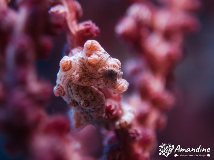Hippocampus bargibanti