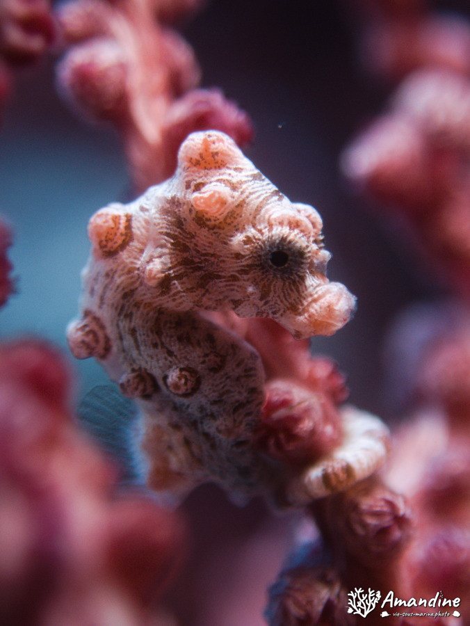Hippocampus bargibanti