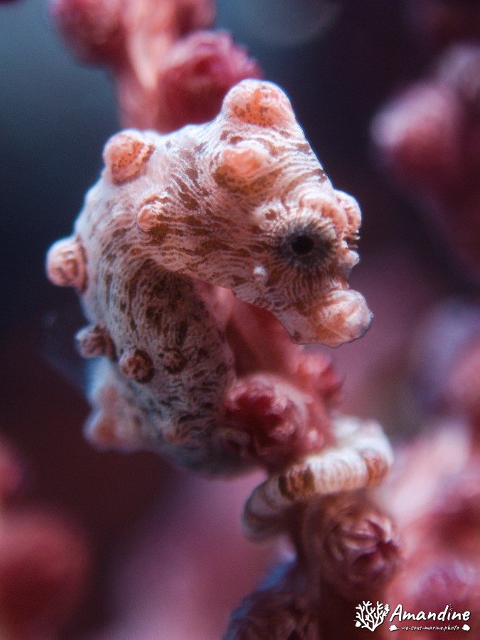 Hippocampus bargibanti