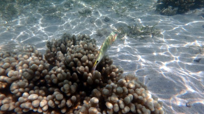 Halichoeres trimaculatus