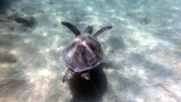 Chelonia mydas (tortue verte)