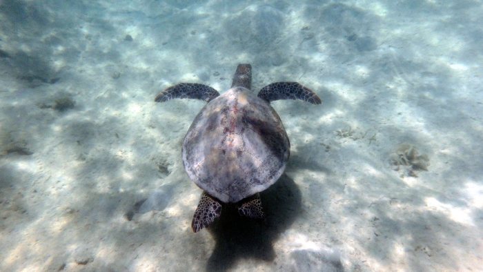 Chelonia mydas (tortue verte)