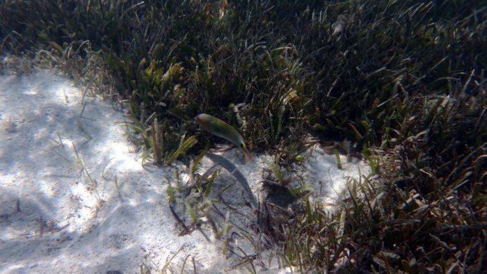 Halichoeres trimaculatus