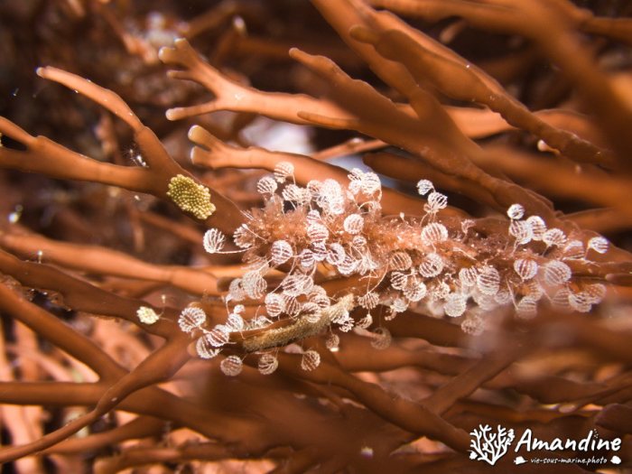 Bryozoaire