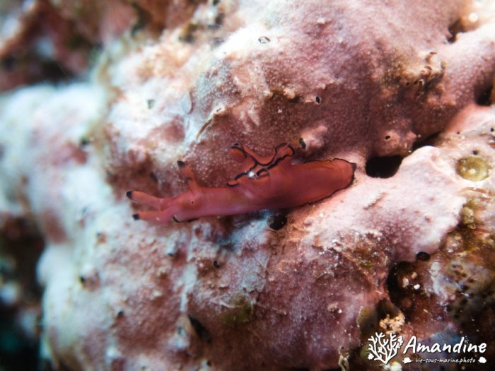 Limaces de mer