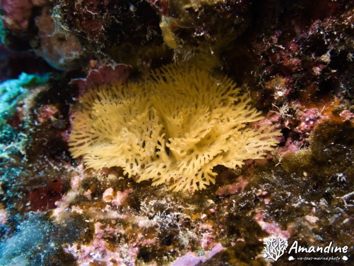 Reteporellina sp.