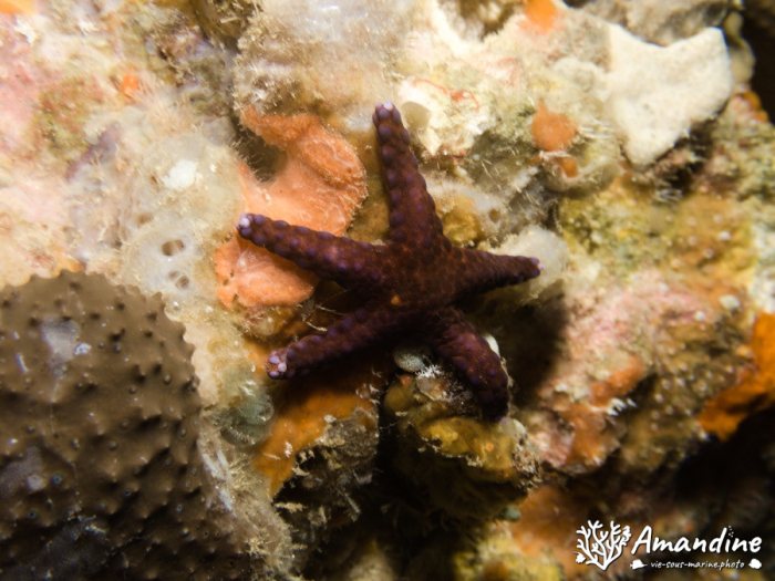 Étoile de mer