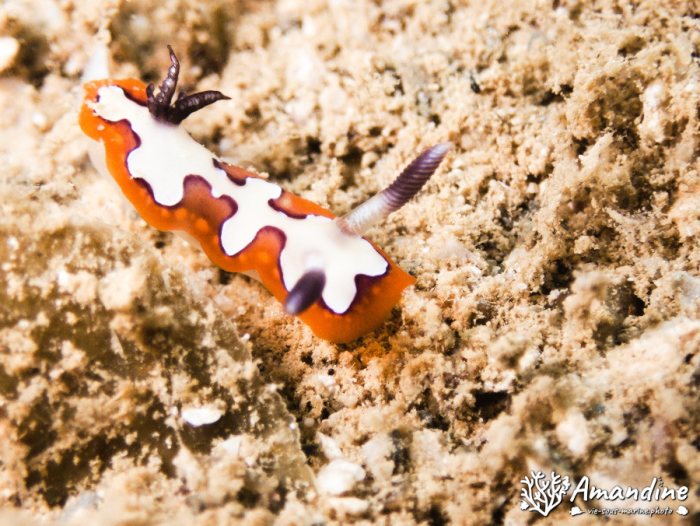 Nudibranche