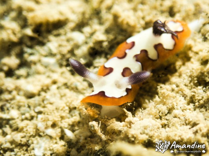 Nudibranche