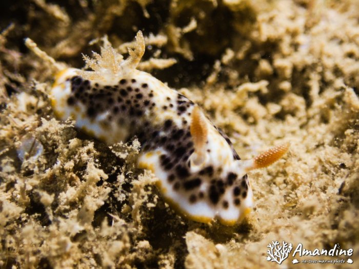 Nudibranche