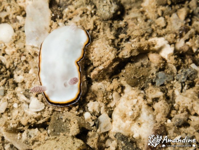 Nudibranche