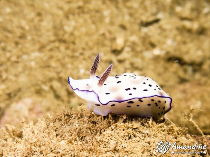 Nudibranche