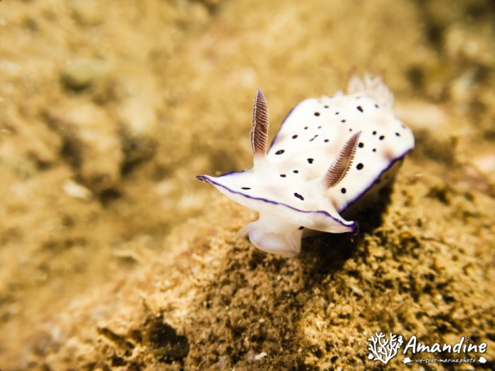 Nudibranche