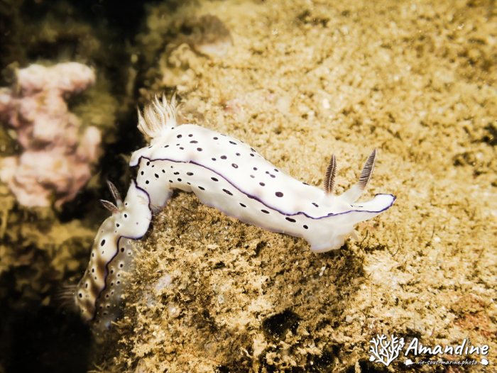 Nudibranche