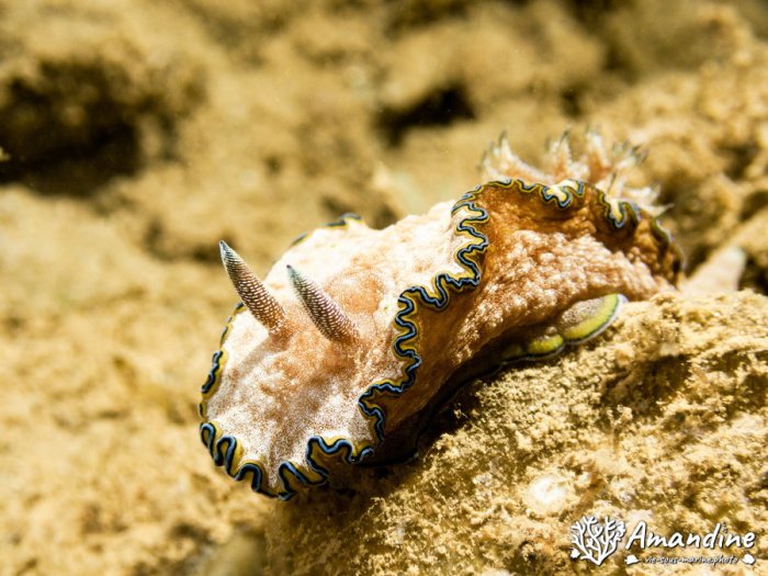 Nudibranche