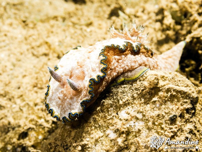 Nudibranche