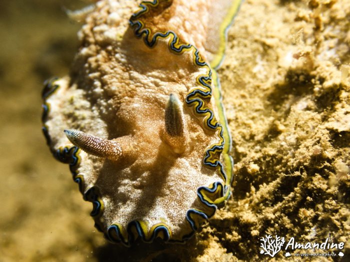 Nudibranche